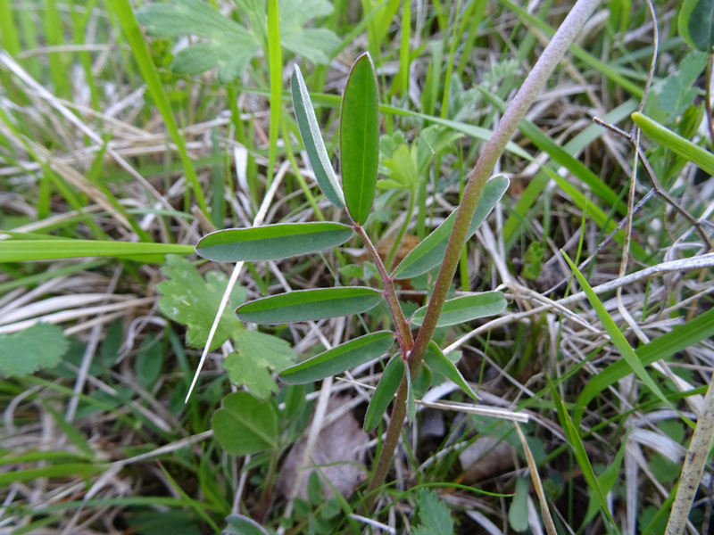 Anthyllis vulneraria - Fabaceae
